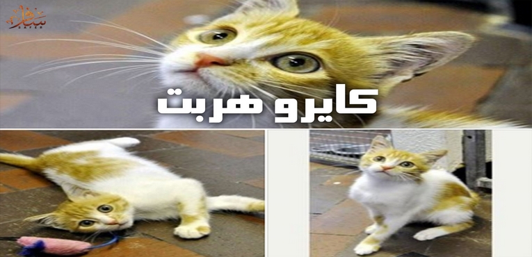 كايرو هربت 