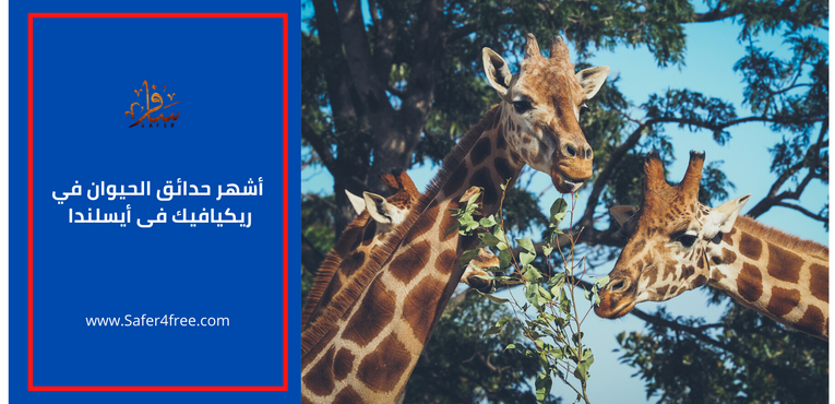 أشهر حدائق الحيوان في ريكيافيك في أيسلندا